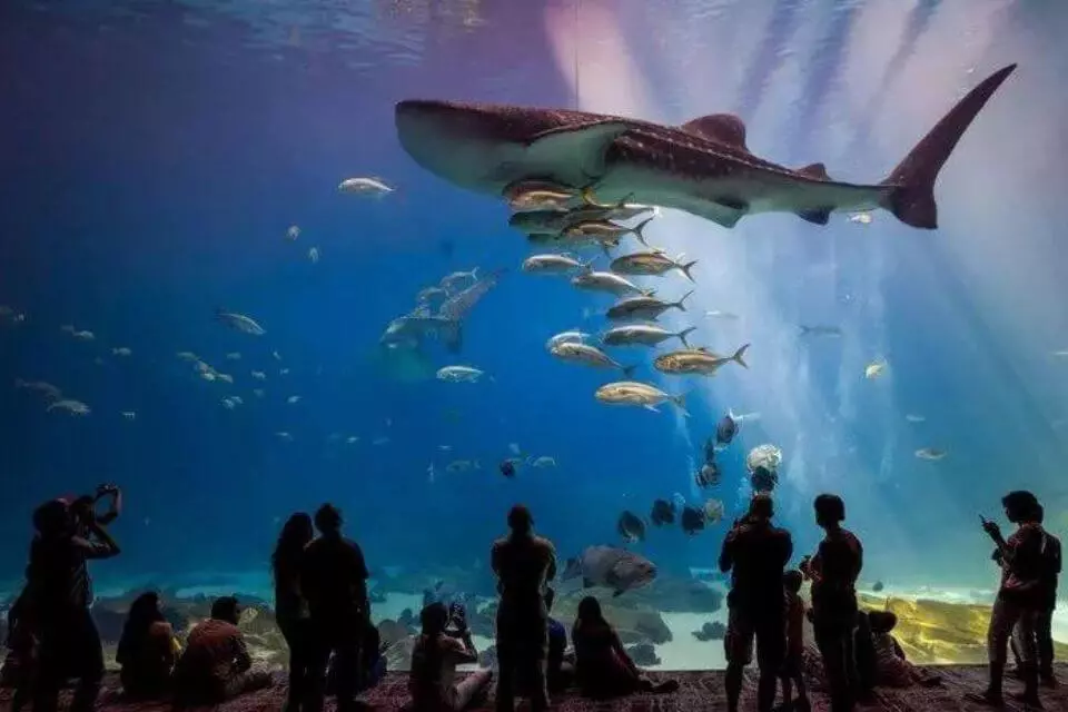 O que fazer no Rio - Noite inesquecível no AquaRio