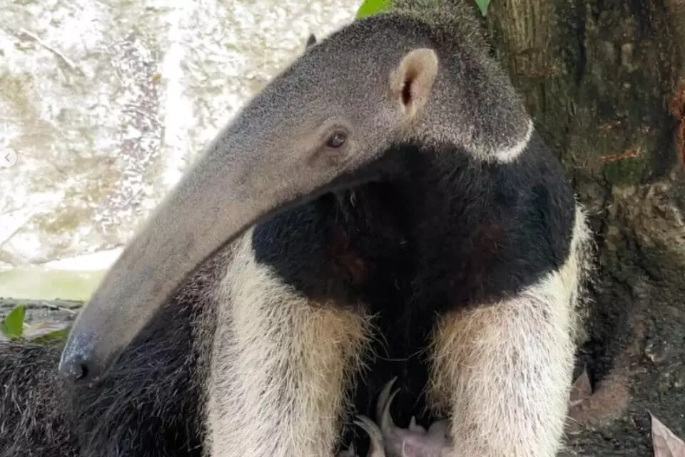 Caravana do Silvinho chega ao BioParque do Rio