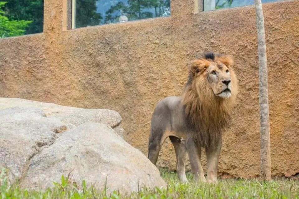 Caravana do Silvinho chega ao BioParque do Rio